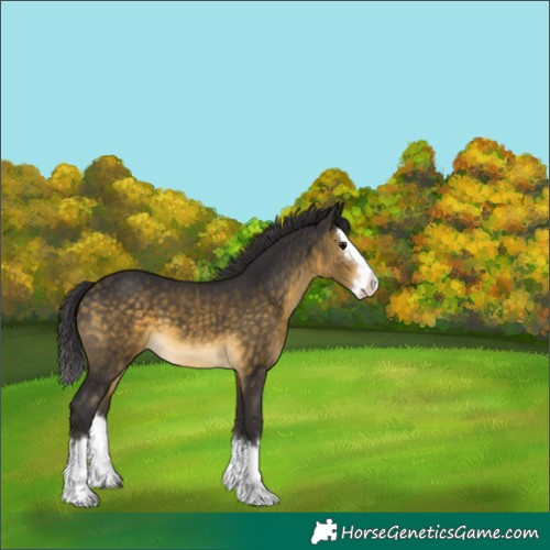 Horse Color:Buckskin Splash 