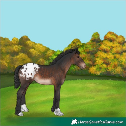 Horse Color:Brown Mushroom Appaloosa 