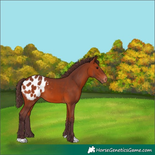 Horse Color:Chocolate Bay Appaloosa 