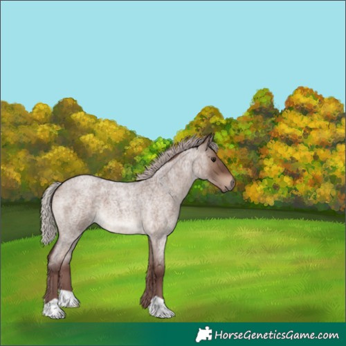 Horse Color:Chocolate Silver Brown Roan Dun 