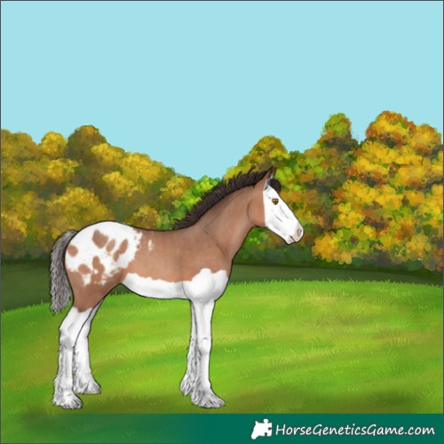 Horse Color:Sable Champagne Splash Appaloosa 