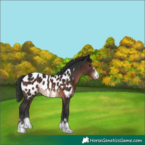 Horse Color:Brown Mushroom Appaloosa 