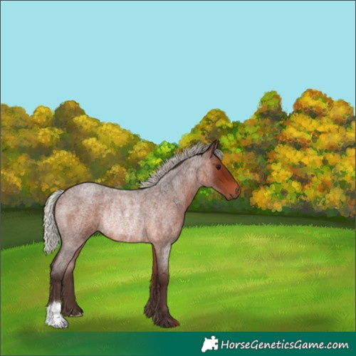 Horse Color:Silver Brown Roan Rabicano 