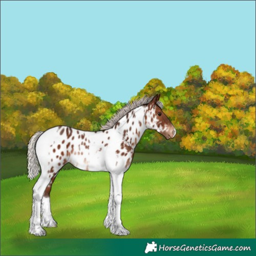 Horse Color:Silver Brown Tobiano Appaloosa Rabicano 