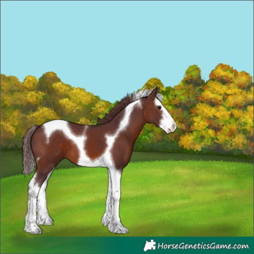 Horse Color:White Spotted Chocolate Brown Splash Tobiano 