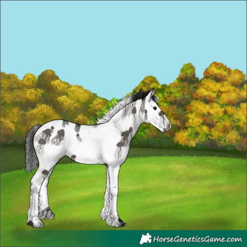 Horse Color:Gray White Spotted Smoky Grullo 