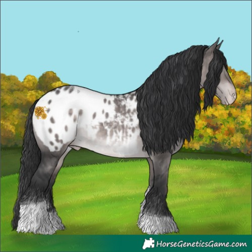Horse Color:Platinum Brown Dun Tobiano Appaloosa 