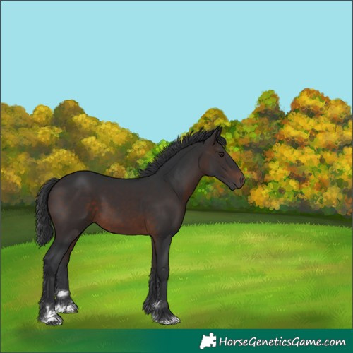 Horse Color:Brown 
