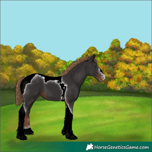Horse Color:Liver Chestnut Tobiano Varnish 