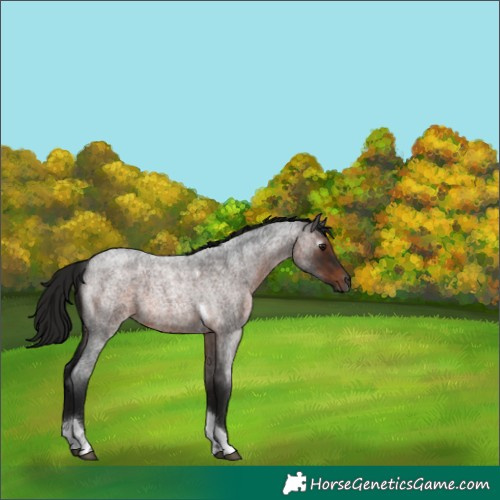 Horse Color:Gray Bay Roan Tobiano 