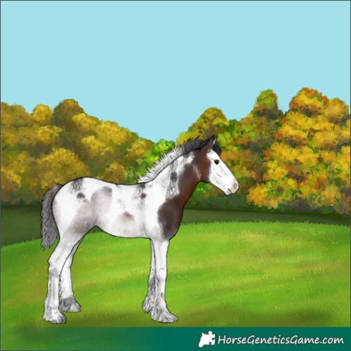 Horse Color:Brown Sabino Splash Tobiano Appaloosa 