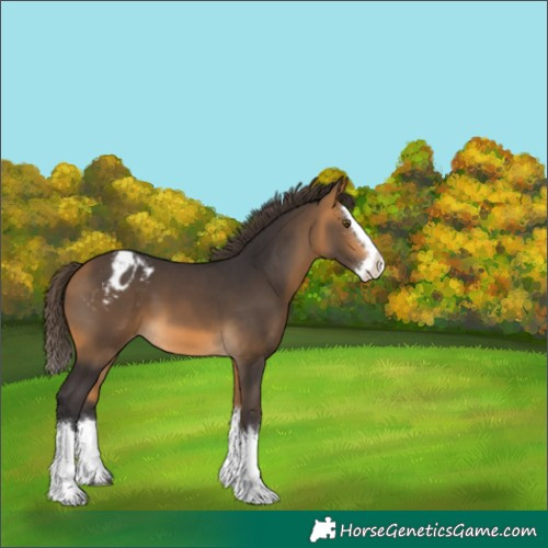 Horse Color:Buckskin Splash Appaloosa 