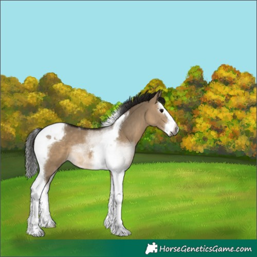 Horse Color:Gray Bay Dun Splash Tobiano Appaloosa 