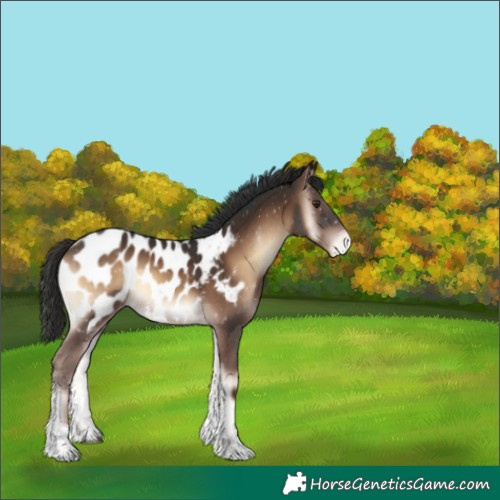 Horse Color:Liver Red Onyx Tobiano Blanket Rabicano 