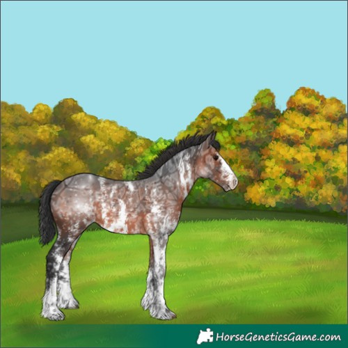 Horse Color:Brown Ice Sabino