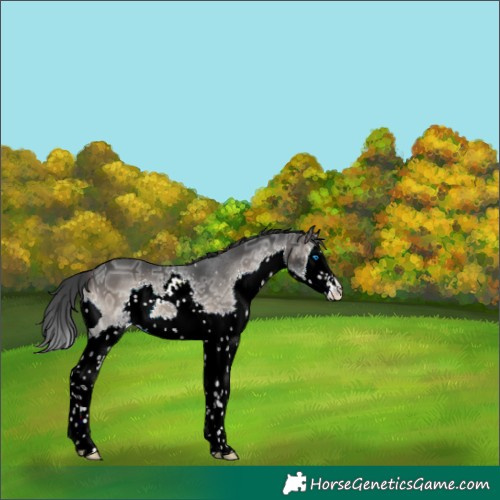 Horse Color:Blue Onyx Ice Splash 