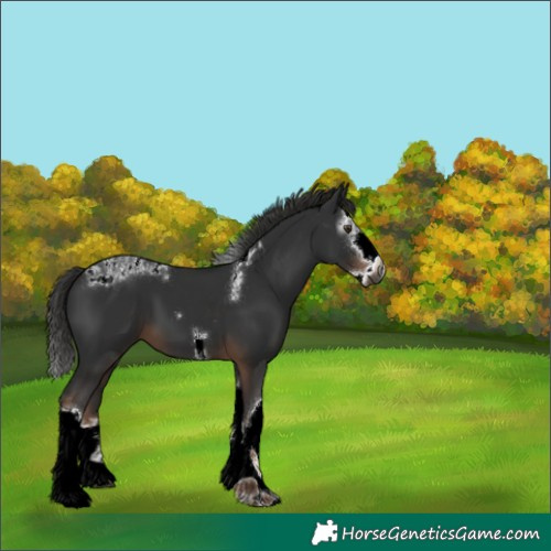 Horse Color:Gray Liver Chestnut Splash Tobiano