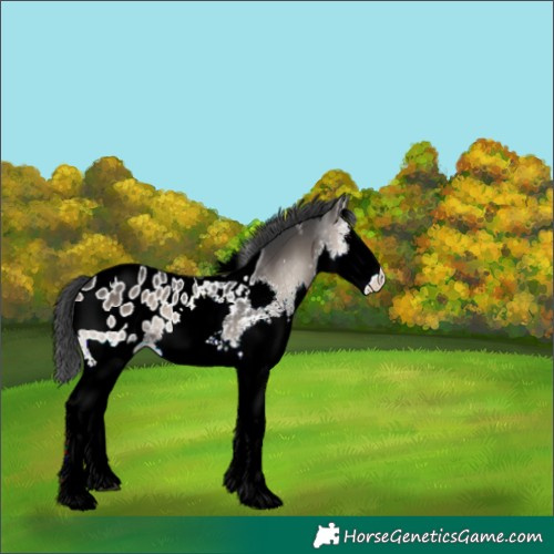 Horse Color:White Spotted Blue Onyx Splash Tobiano Near Leopard 