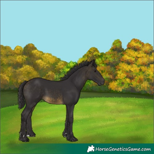 Horse Color:Buckskin 