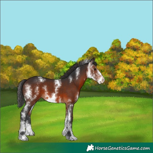 Horse Color:Brown Sabino Appaloosa 
