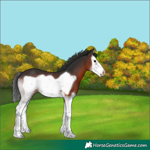 Horse Color:Brown Splash Frame 