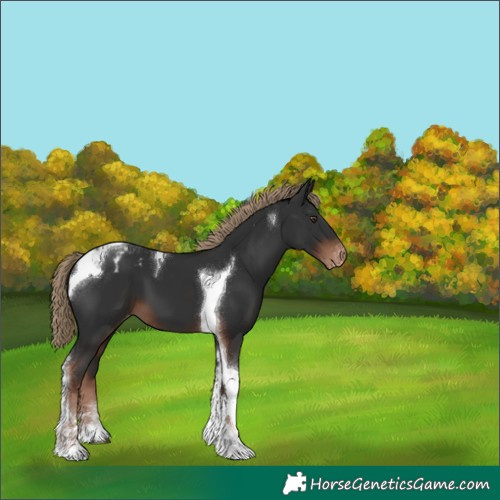 Horse Color:Liver Chestnut Tobiano Varnish 