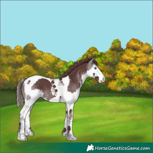 Horse Color:Chocolate Black Sabino Splash Tobiano 