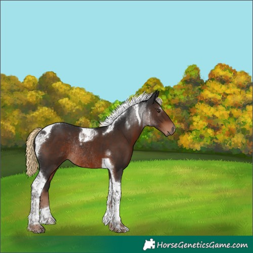 Horse Color:Liver Chestnut Tobiano Rabicano 
