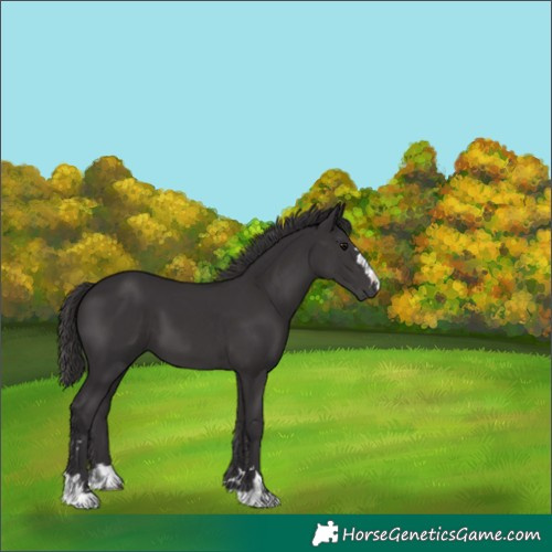 Horse Color:Smoky Black 