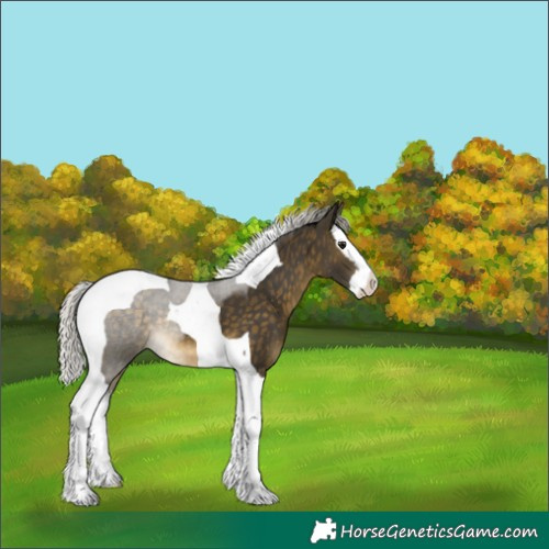 Horse Color:Silver Buckskin Splash Tobiano 