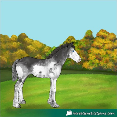 Horse Color:Black Splash 