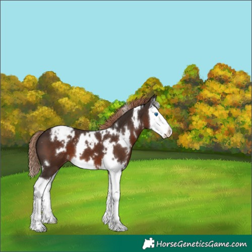 Horse Color:White Spotted Liver Chestnut Splash Appaloosa 