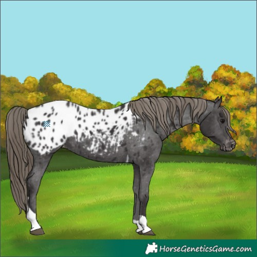Horse Color:Smoky Black Tobiano Appaloosa