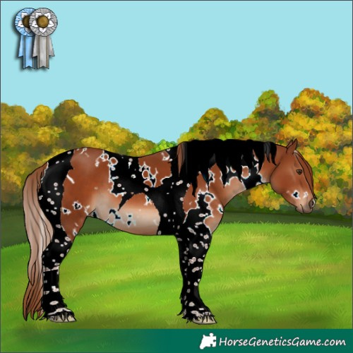 Horse Color:White Spotted Chestnut Tobiano 