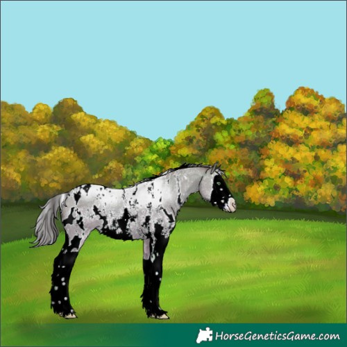 Horse Color:White Spotted Amber Champagne Sabino Splash 