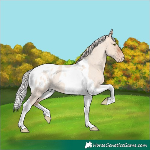 Horse Color:Silver Sable Champagne Roan Dun Tobiano Appaloosa