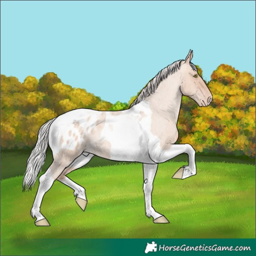 Horse Color:Silver Sable Champagne Roan Dun Tobiano Appaloosa 