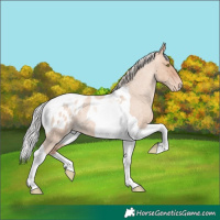 Horse Color:Silver Sable Champagne Roan Dun Tobiano Appaloosa 