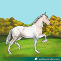 Horse Color:Silver Sable Champagne Roan Dun Tobiano Appaloosa 