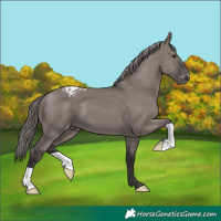 Horse Color:Platinum Smoky Grullo Appaloosa
