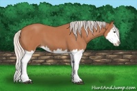 Horse Color:Silver Bay Roan Splash