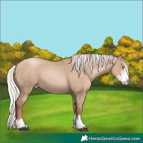 Horse Color:Silver Grullo Pearl Sabino 