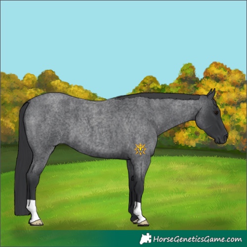 Horse Color:Blue Roan 