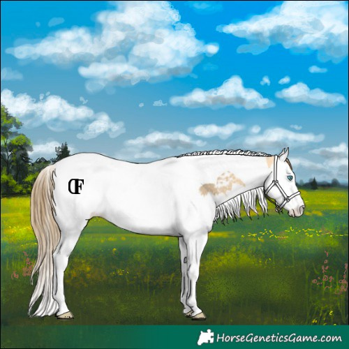 Horse Color:Buckskin Dun Splash Tobiano Blanket Rabicano 