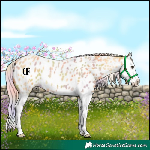 Horse Color:Nacre Palomino Roan Splash Blanket
