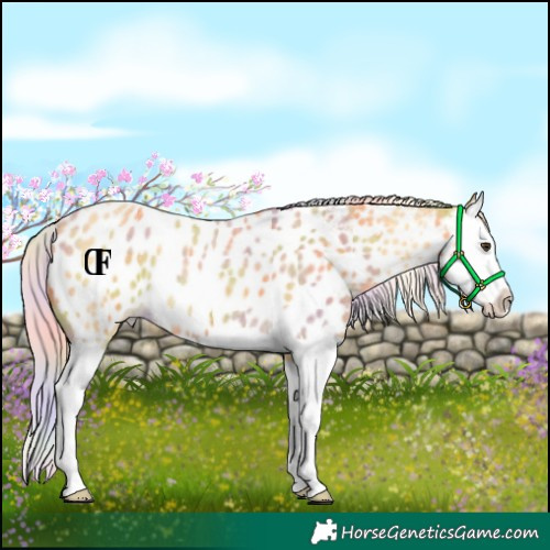 Horse Color:Nacre Palomino Roan Splash Appaloosa 