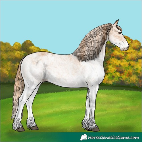 Horse Color:White Spotted Chestnut 