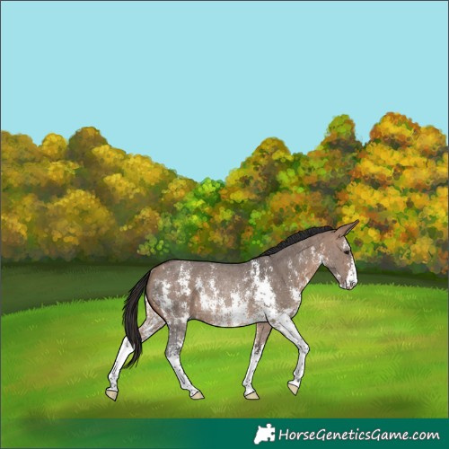 Horse Color:Bay Dun Sabino Rabicano