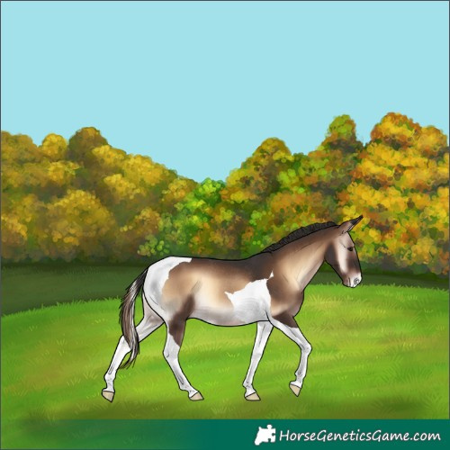 Horse Color:Liver Red Onyx Tobiano Appaloosa Rabicano 