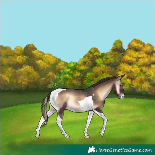 Horse Color:Liver Red Onyx Tobiano Appaloosa Rabicano 